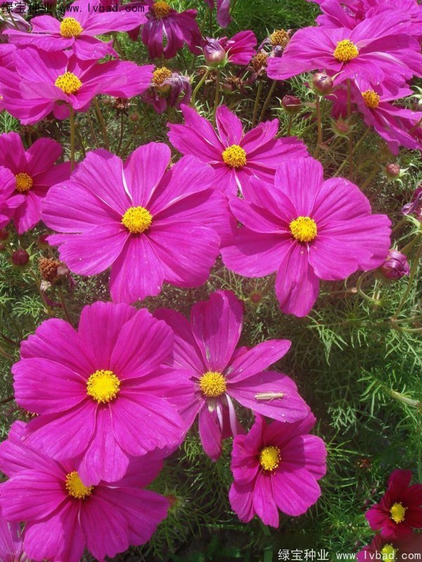 波斯菊<a href='http://www.hn123.net.cn/' target='_blank'>種子</a>