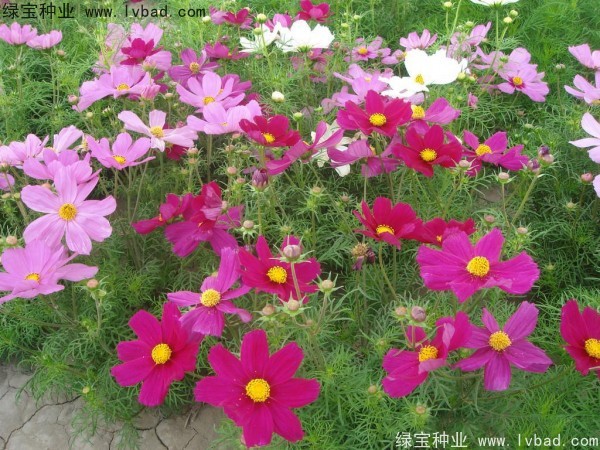 <a href='http://www.hn123.net.cn/caohuazhongzi/12.html' target='_blank'>波斯菊種子</a>
