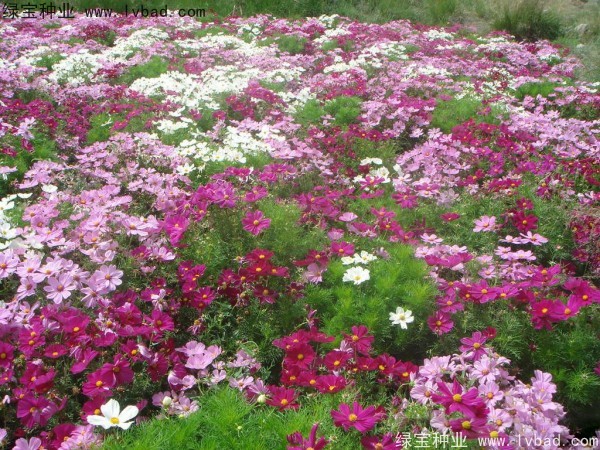 <a href='http://www.hn123.net.cn/caohuazhongzi/12.html' target='_blank'>波斯菊種子</a>