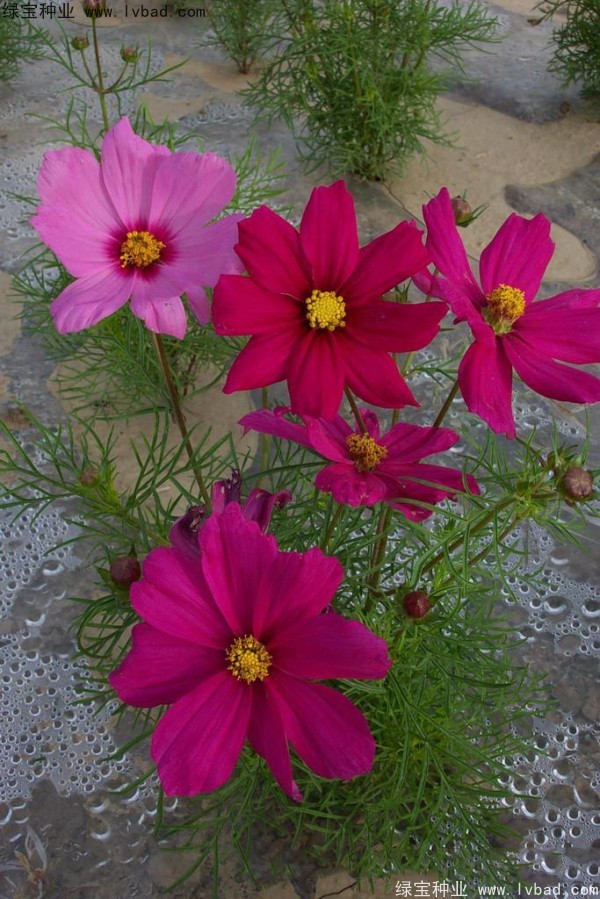 波斯菊<a href='http://www.hn123.net.cn/' target='_blank'>種子</a>