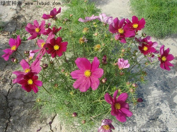 波斯菊<a href='http://www.hn123.net.cn/' target='_blank'>種子</a>