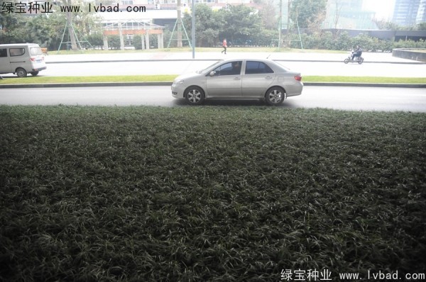 麥冬草<a href='http://www.hn123.net.cn/' target='_blank'>種子</a>