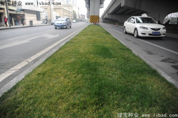 麥冬草<a href='http://www.hn123.net.cn/' target='_blank'>種子</a>