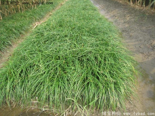 <a href='http://www.hn123.net.cn/linmuzhongzi/1695.html' target='_blank'>麥冬草種子</a>