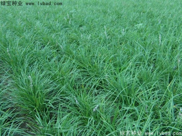 <a href='http://www.hn123.net.cn/linmuzhongzi/1695.html' target='_blank'>麥冬草</a><a href='http://www.hn123.net.cn/' target='_blank'>種子</a>