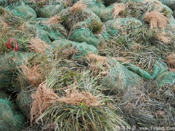 <a href='http://www.hn123.net.cn/linmuzhongzi/1695.html' target='_blank'>麥冬草種子</a>