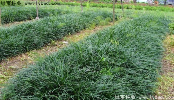 <a href='http://www.hn123.net.cn/linmuzhongzi/1695.html' target='_blank'>麥冬草種子</a>