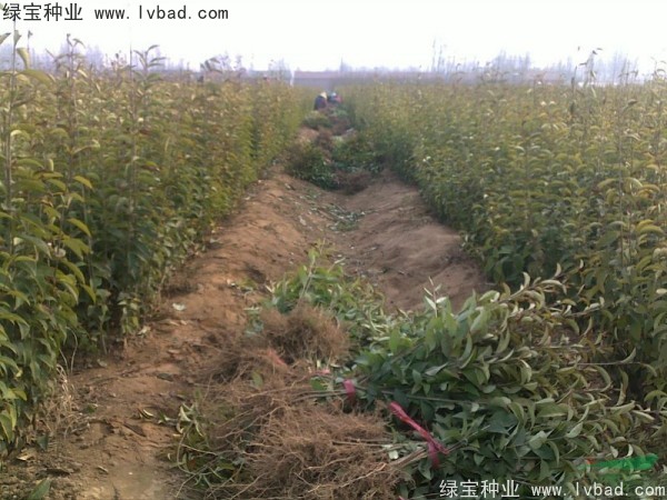 <a href='http://www.hn123.net.cn/linmuzhongzi/1696.html' target='_blank'>大葉女貞種子</a>