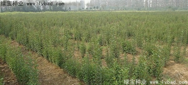<a href='http://www.hn123.net.cn/linmuzhongzi/1696.html' target='_blank'>大葉女貞種子</a>