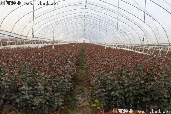 紫薇<a href='http://www.hn123.net.cn/' target='_blank'>種子</a>