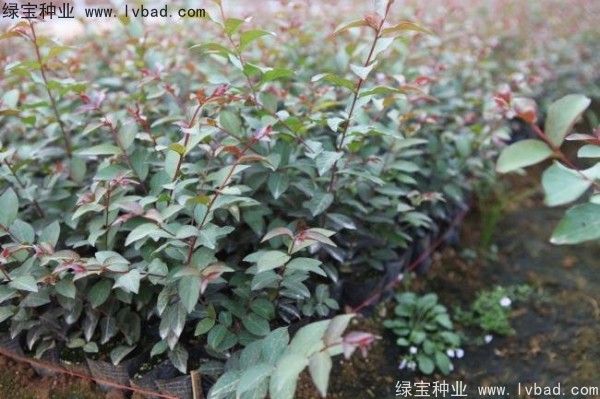 <a href='http://www.hn123.net.cn/linmuzhongzi/1698.html' target='_blank'>紫薇種子</a>