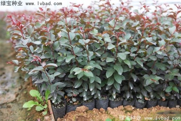 <a href='http://www.hn123.net.cn/linmuzhongzi/1698.html' target='_blank'>紫薇種子</a>