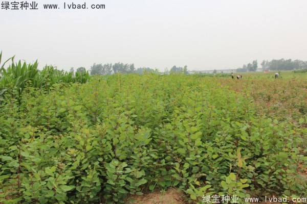 黃櫨<a href='http://www.hn123.net.cn/' target='_blank'>種子</a>