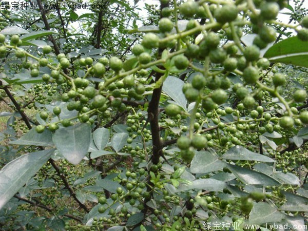 <a href='http://www.hn123.net.cn/linmuzhongzi/1701.html' target='_blank'>花椒種子</a>