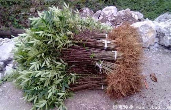 <a href='http://www.hn123.net.cn/linmuzhongzi/1701.html' target='_blank'>花椒</a><a href='http://www.hn123.net.cn/' target='_blank'>種子</a>