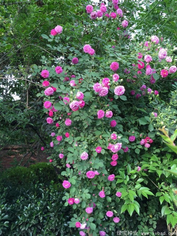 薔薇<a href='http://www.hn123.net.cn/' target='_blank'>種子</a>
