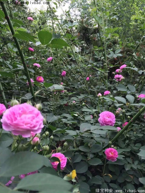 <a href='http://www.hn123.net.cn/linmuzhongzi/1702.html' target='_blank'>薔薇種子</a>