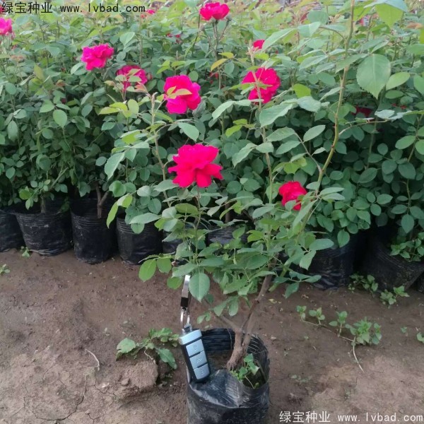 <a href='http://www.hn123.net.cn/linmuzhongzi/1702.html' target='_blank'>薔薇</a><a href='http://www.hn123.net.cn/' target='_blank'>種子</a>
