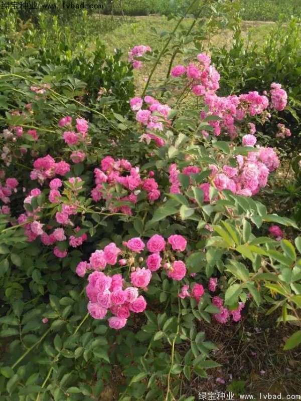 <a href='http://www.hn123.net.cn/linmuzhongzi/1702.html' target='_blank'>薔薇</a><a href='http://www.hn123.net.cn/' target='_blank'>種子</a>
