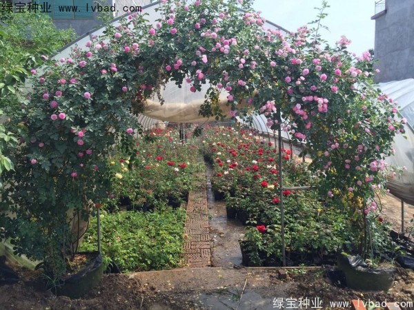 <a href='http://www.hn123.net.cn/linmuzhongzi/1702.html' target='_blank'>薔薇種子</a>
