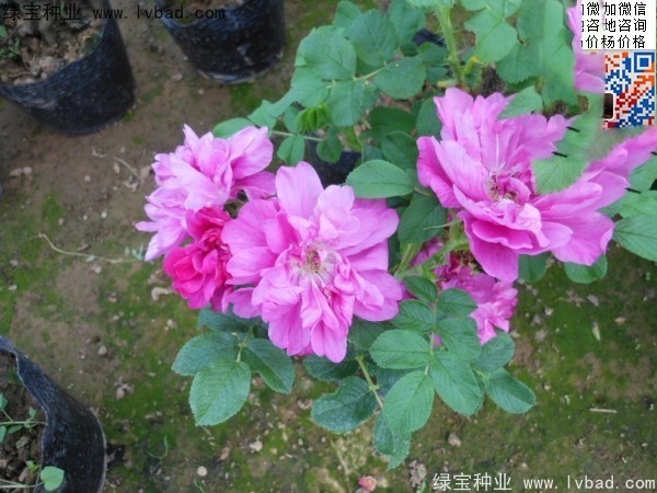 <a href='http://www.hn123.net.cn/linmuzhongzi/1704.html' target='_blank'>玫瑰花種子</a>