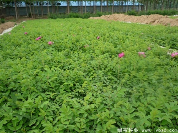 <a href='http://www.hn123.net.cn/linmuzhongzi/1704.html' target='_blank'>玫瑰花</a><a href='http://www.hn123.net.cn/' target='_blank'>種子</a>
