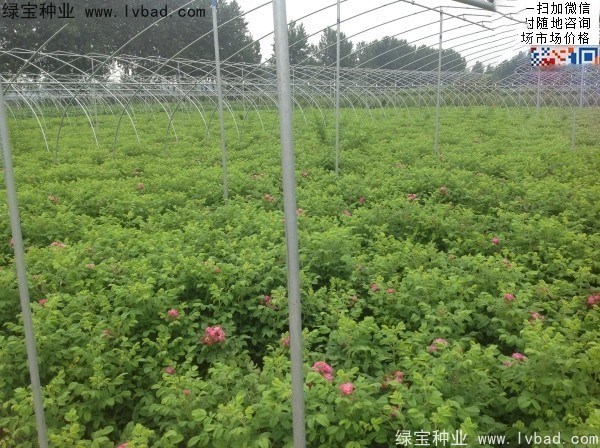 玫瑰花<a href='http://www.hn123.net.cn/' target='_blank'>種子</a>