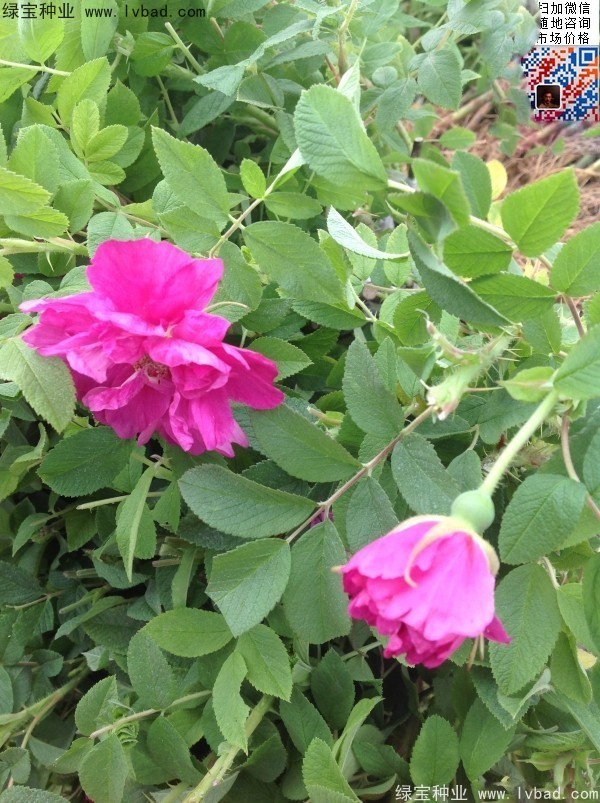 <a href='http://www.hn123.net.cn/linmuzhongzi/1704.html' target='_blank'>玫瑰花種子</a>