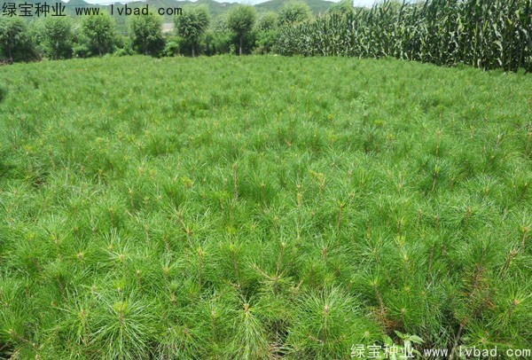 <a href='http://www.hn123.net.cn/linmuzhongzi/1705.html' target='_blank'>華山松種子</a>