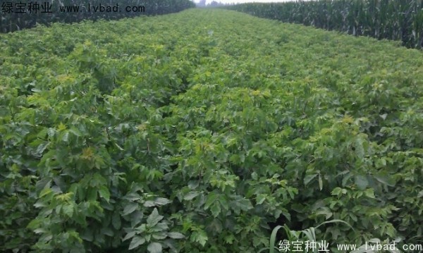 糖槭<a href='http://www.hn123.net.cn/' target='_blank'>種子</a>