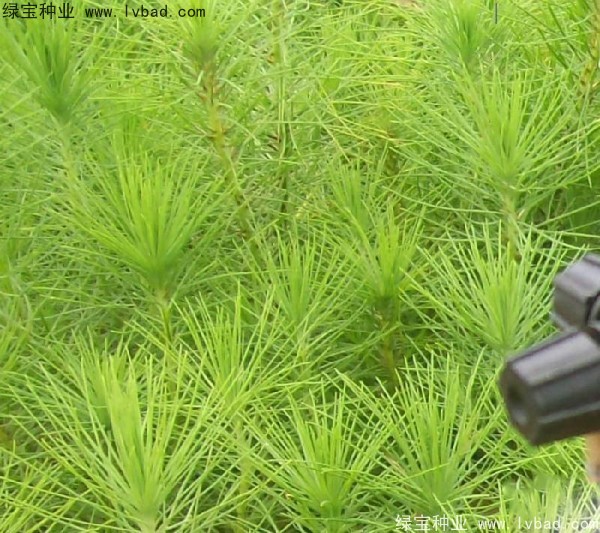 <a href='http://www.hn123.net.cn/linmuzhongzi/1708.html' target='_blank'>馬尾松種子</a>