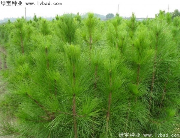 <a href='http://www.hn123.net.cn/linmuzhongzi/1708.html' target='_blank'>馬尾松種子</a>