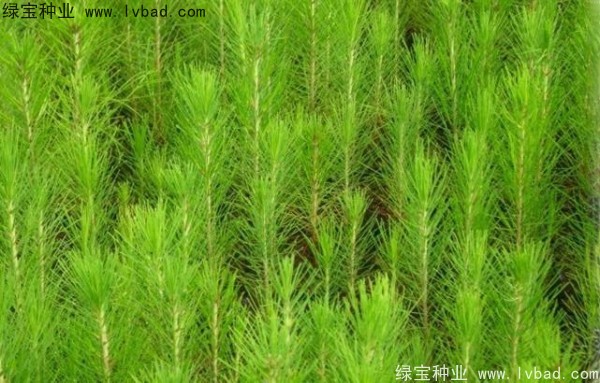 <a href='http://www.hn123.net.cn/linmuzhongzi/1708.html' target='_blank'>馬尾松種子</a>