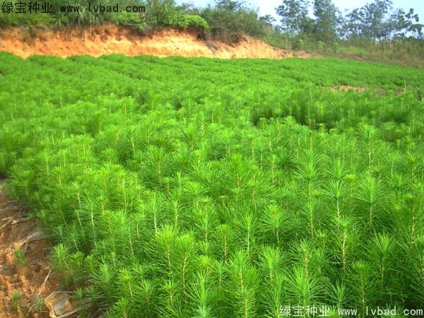 馬尾松<a href='http://www.hn123.net.cn/' target='_blank'>種子</a>