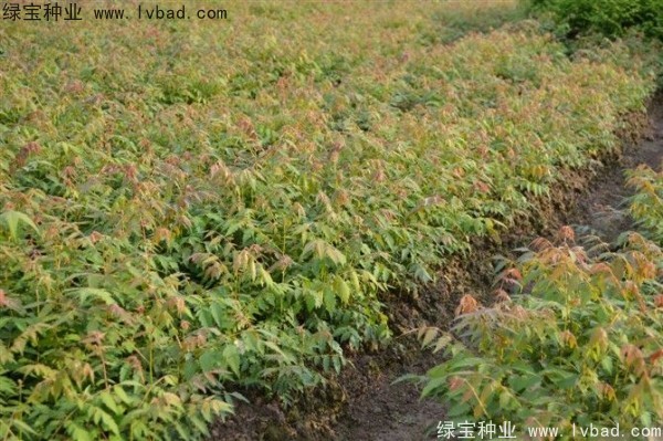 欒樹<a href='http://www.hn123.net.cn/' target='_blank'>種子</a>