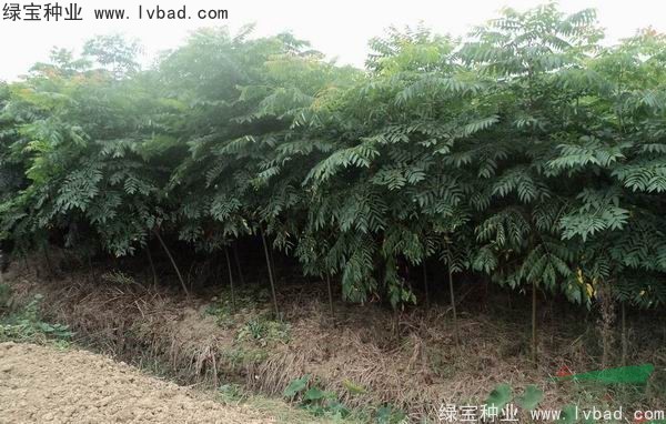 <a href='http://www.hn123.net.cn/linmuzhongzi/1710.html' target='_blank'>欒樹種子</a>