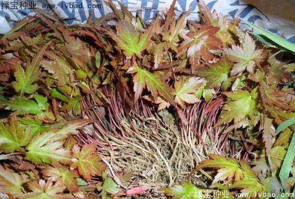 <a href='http://www.hn123.net.cn/linmuzhongzi/1711.html' target='_blank'>雞爪槭</a><a href='http://www.hn123.net.cn/' target='_blank'>種子</a>