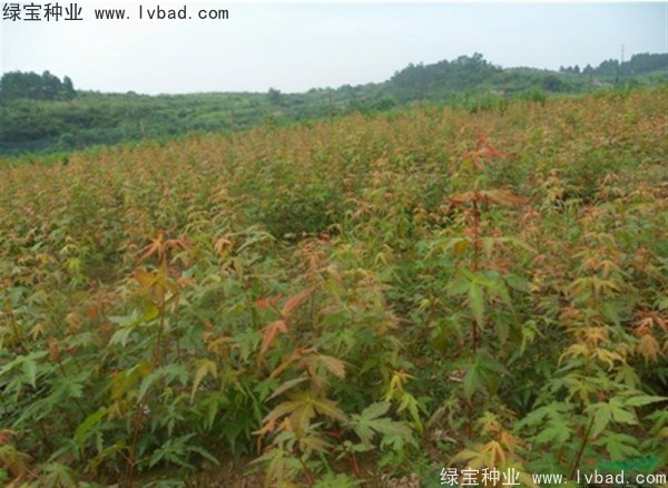 <a href='http://www.hn123.net.cn/linmuzhongzi/1711.html' target='_blank'>雞爪槭種子</a>