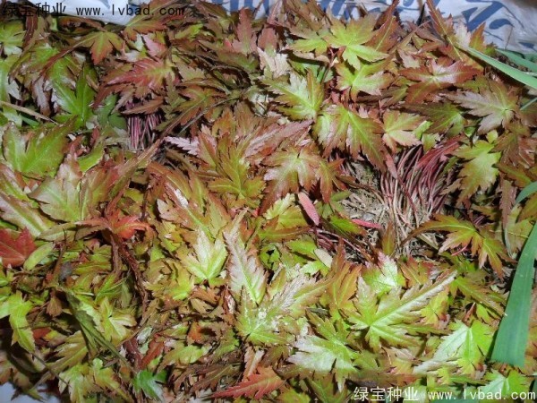 <a href='http://www.hn123.net.cn/linmuzhongzi/1711.html' target='_blank'>雞爪槭種子</a>