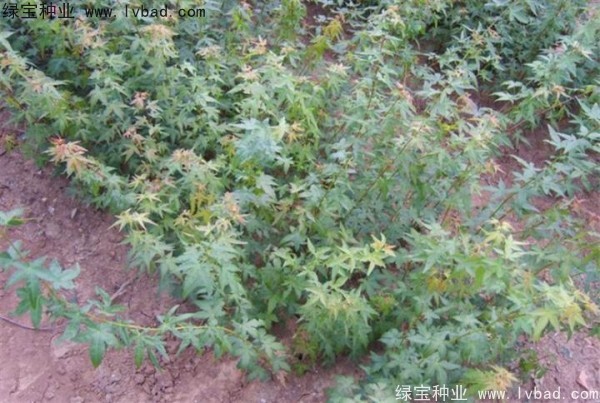 <a href='http://www.hn123.net.cn/linmuzhongzi/1711.html' target='_blank'>雞爪槭種子</a>