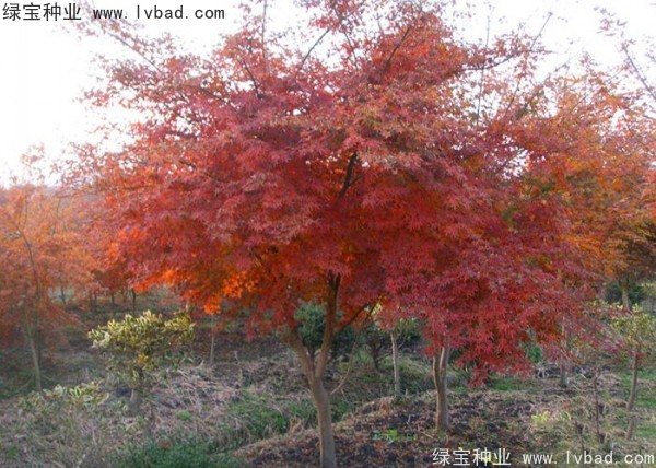 雞爪槭<a href='http://www.hn123.net.cn/' target='_blank'>種子</a>