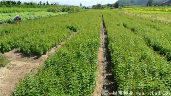 <a href='http://www.hn123.net.cn/linmuzhongzi/1713.html' target='_blank'>丁香種子</a>