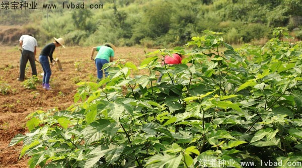 <a href='http://www.hn123.net.cn/linmuzhongzi/1714.html' target='_blank'>構(gòu)樹種子</a>