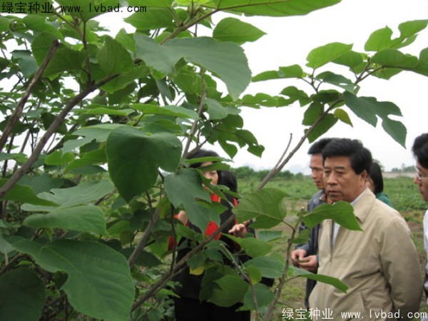 <a href='http://www.hn123.net.cn/linmuzhongzi/1714.html' target='_blank'>構(gòu)樹</a><a href='http://www.hn123.net.cn/' target='_blank'>種子</a>