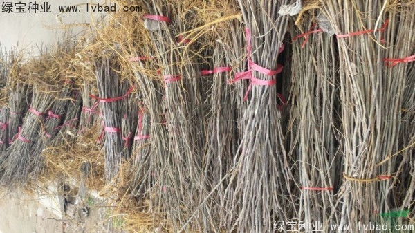 <a href='http://www.hn123.net.cn/linmuzhongzi/1714.html' target='_blank'>構(gòu)樹種子</a>