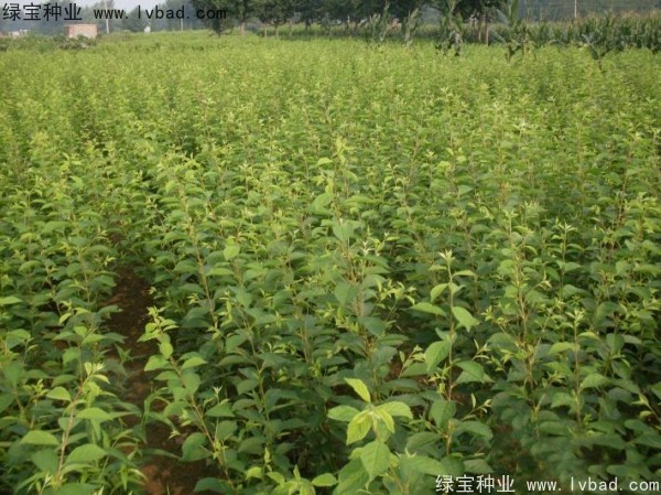 <a href='http://www.hn123.net.cn/linmuzhongzi/1715.html' target='_blank'>榆葉梅種子</a>