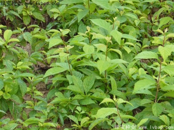 <a href='http://www.hn123.net.cn/linmuzhongzi/1715.html' target='_blank'>榆葉梅種子</a>