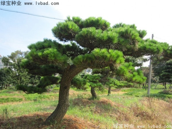 <a href='http://www.hn123.net.cn/linmuzhongzi/1716.html' target='_blank'>黑松種子</a>