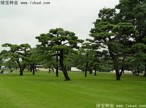 <a href='http://www.hn123.net.cn/linmuzhongzi/1716.html' target='_blank'>黑松種子</a>