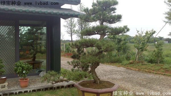 <a href='http://www.hn123.net.cn/linmuzhongzi/1716.html' target='_blank'>黑松</a><a href='http://www.hn123.net.cn/' target='_blank'>種子</a>